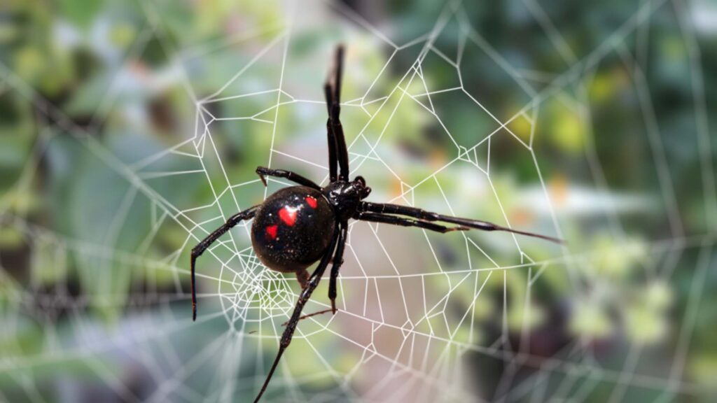 Female Black Widow spider