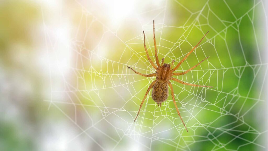 How to Identify the Brown Recluse Spider and Hobo Spider
