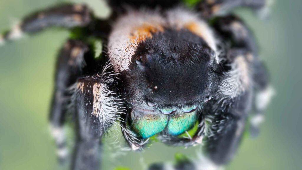 How to Identify Phidippus Audax Male and Female
