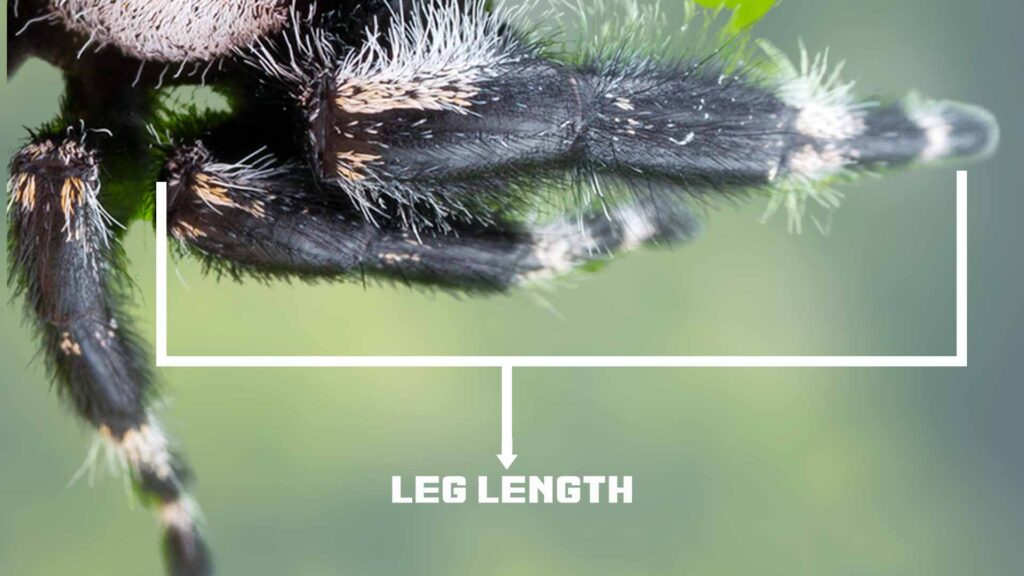 Leg Length of Phidippus Audax Spider