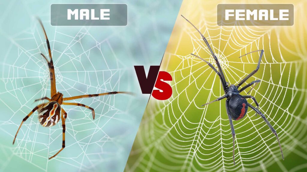 Male vs Female Black Widow Spider