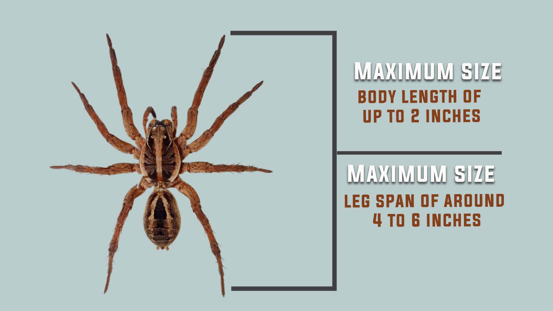 Maximum Size of Wolf Spider
