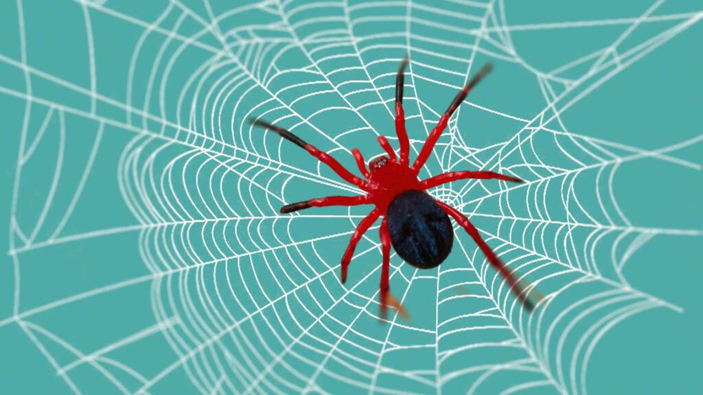 Red Spider With Black Back