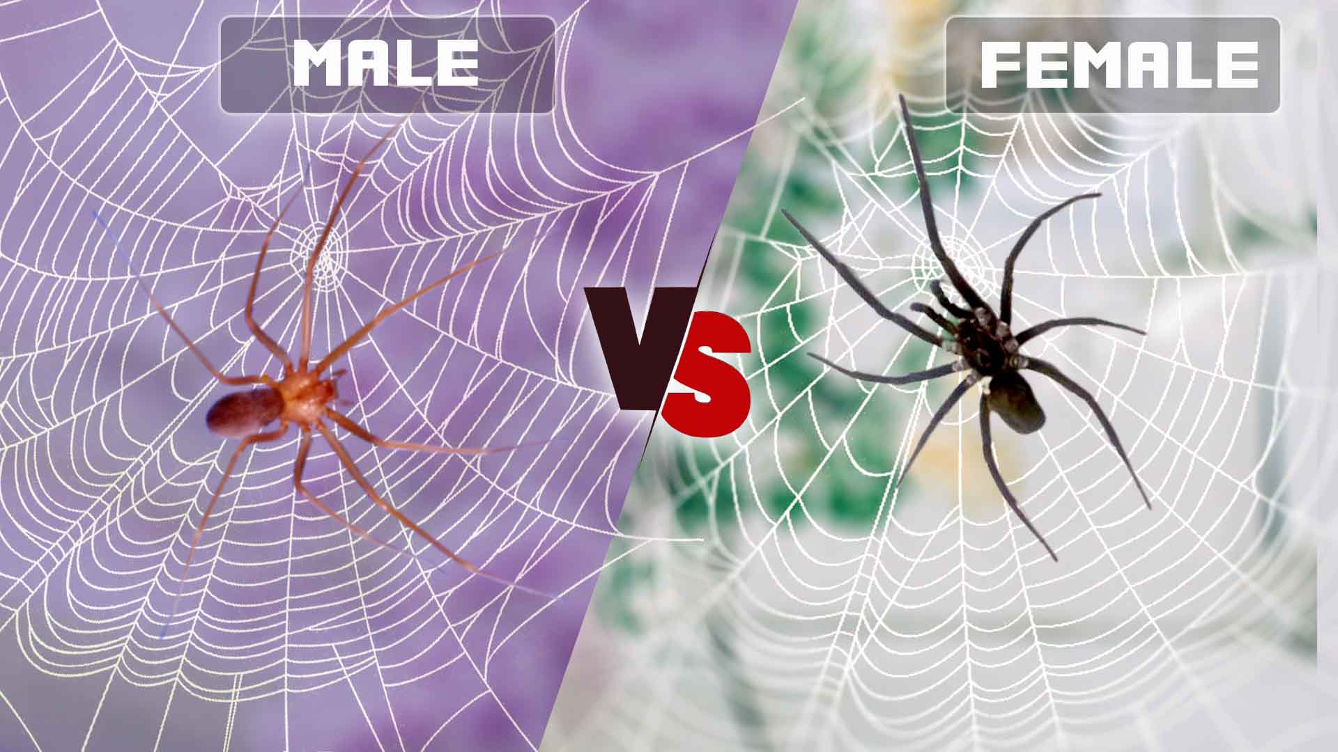 Southern House Spider Male vs Female