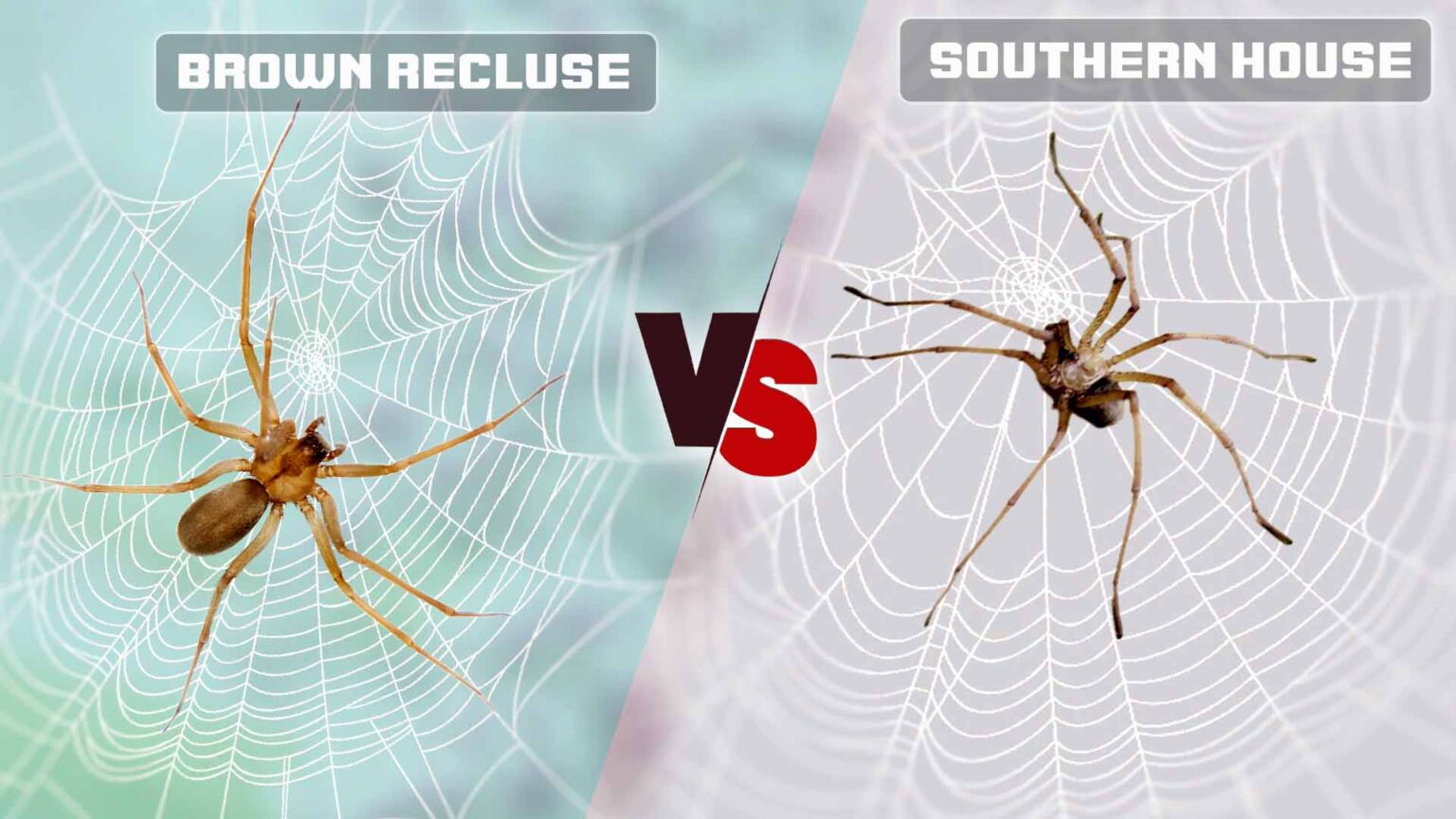 Southern House Spider Vs Brown Recluse 1536x864 