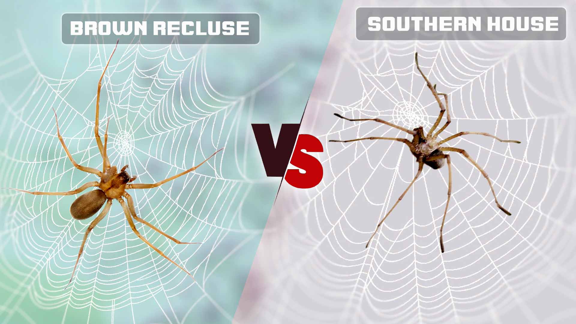 Southern House Spider vs Brown Recluse