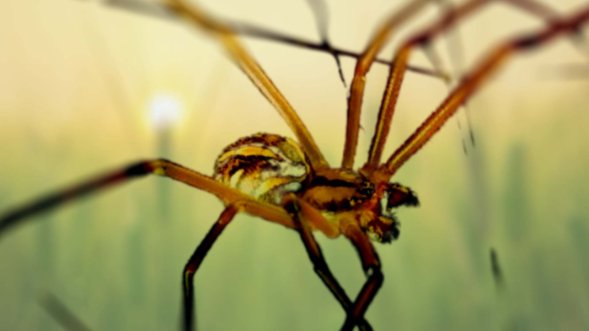 male black widow spider