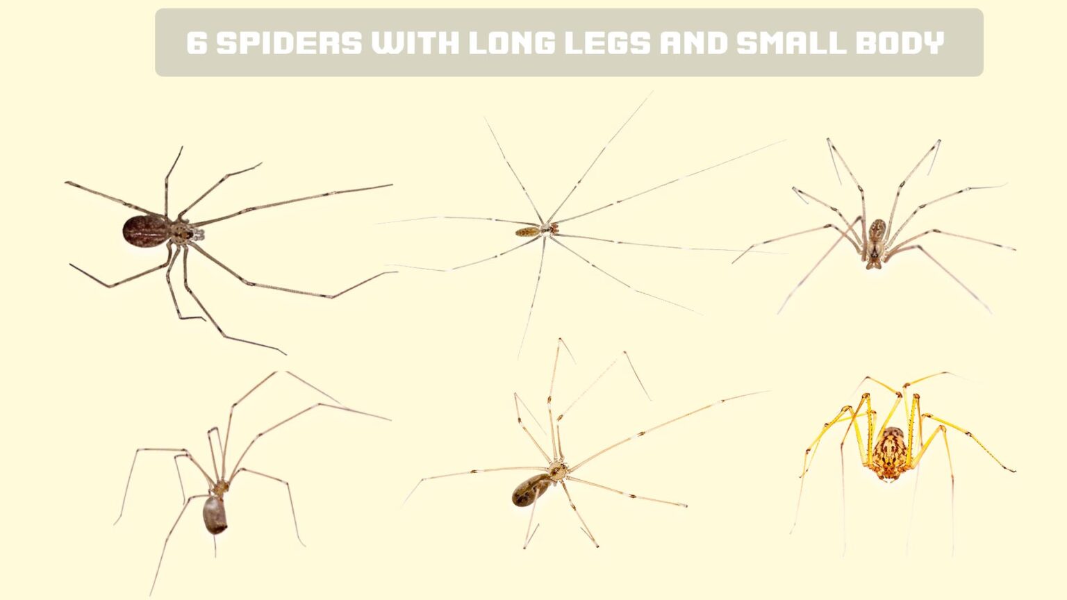 15-types-of-spider-bites-identification-chart-with-picture