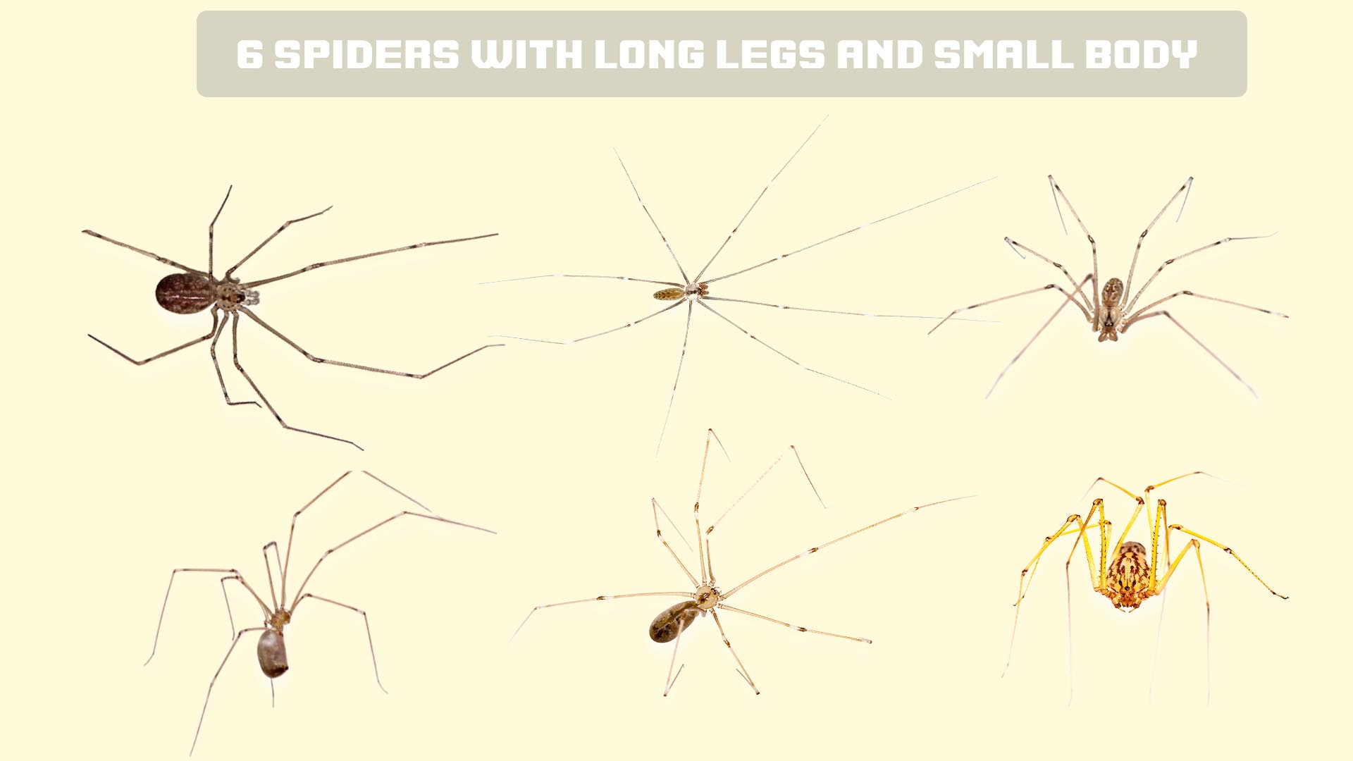 Spiders With Long Legs And Small Body