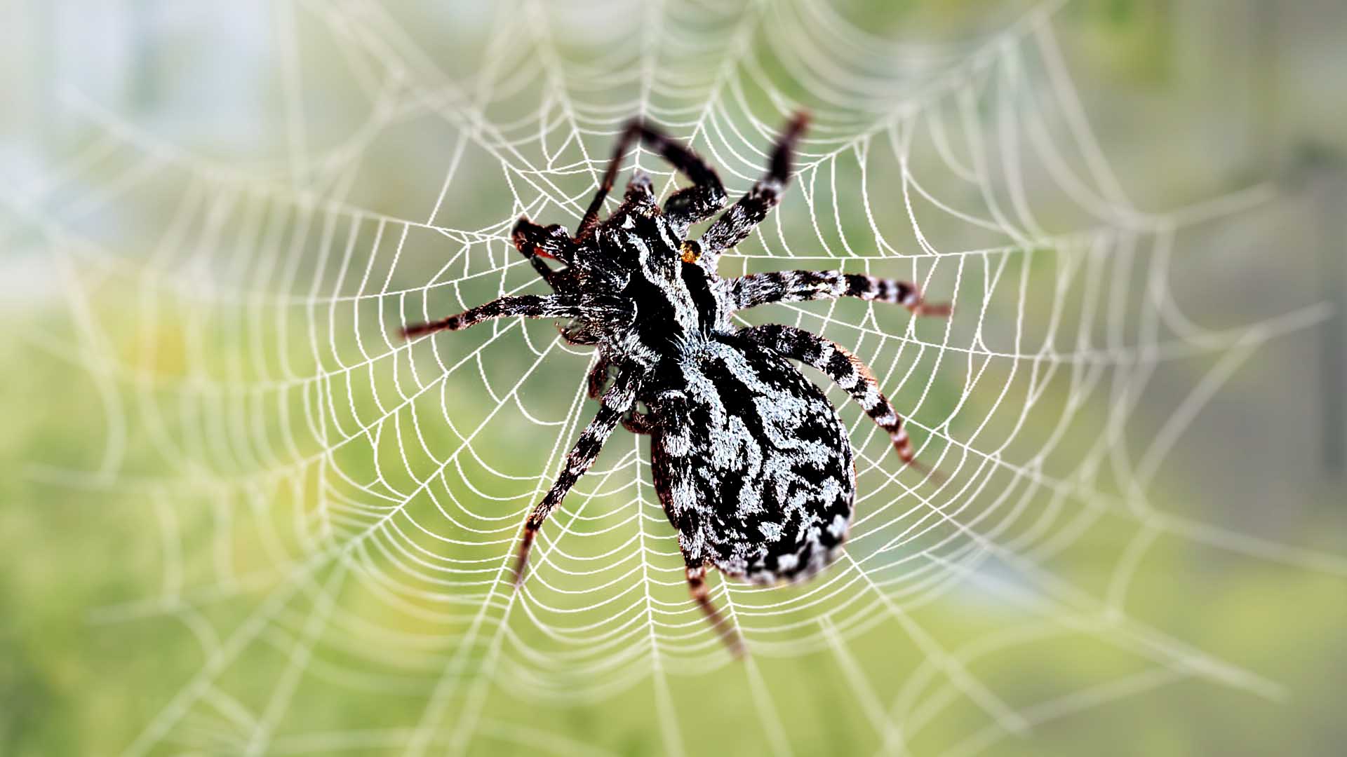 Black Fuzzy Spider With White Spots
