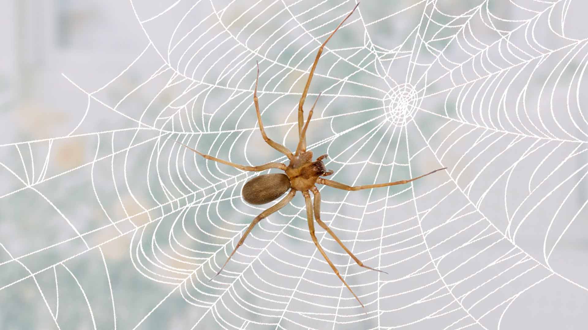 Are brown recluse spiders aggressive