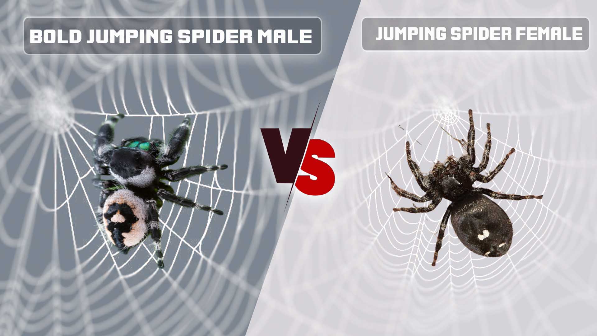 Bold Jumping Spider Male Vs Female
