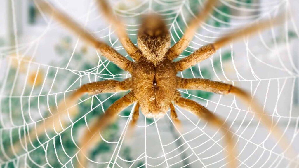 brazilian wandering spider effects on males
