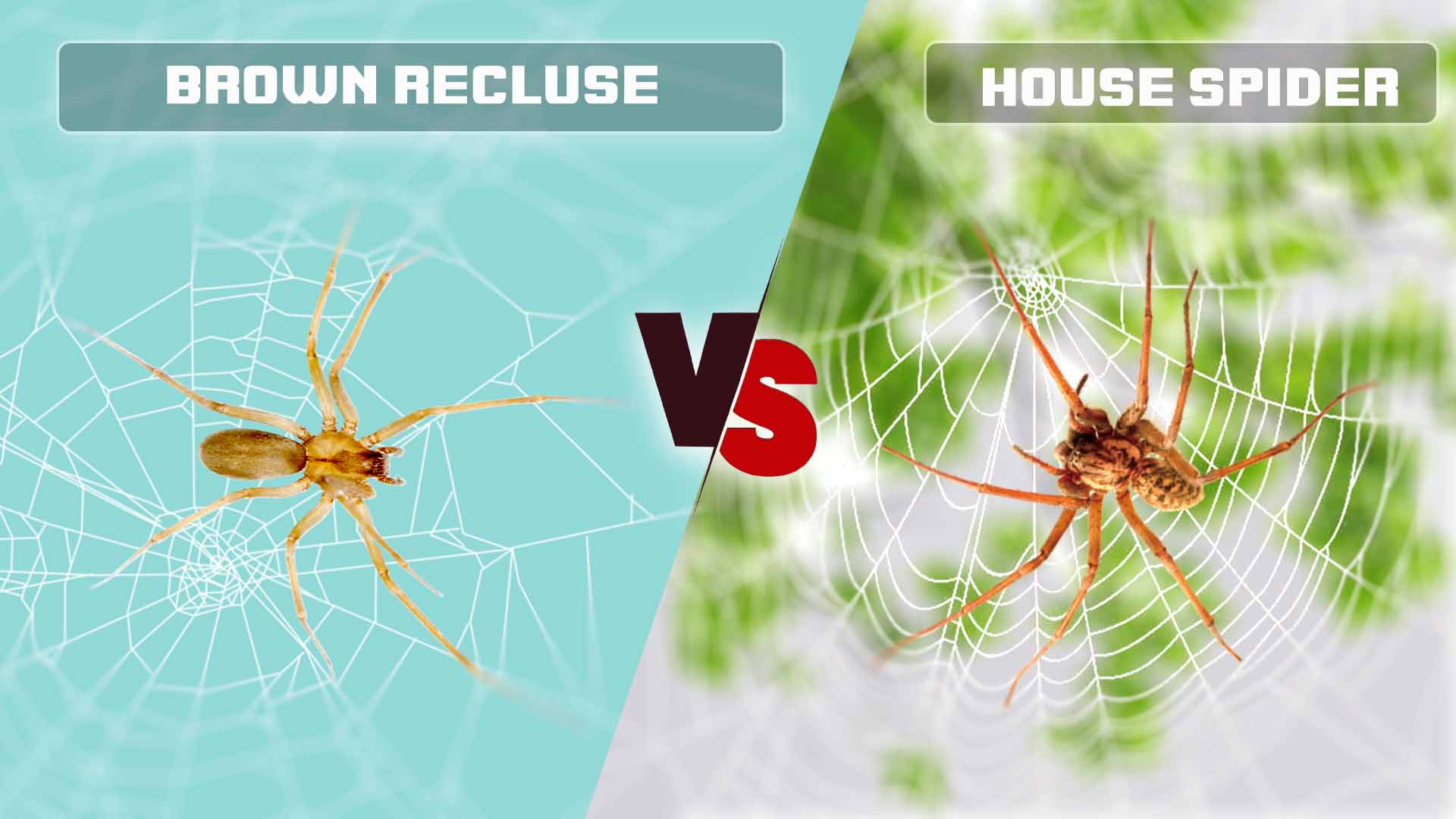 Brown Recluse Vs House Spider: What Are Differences?