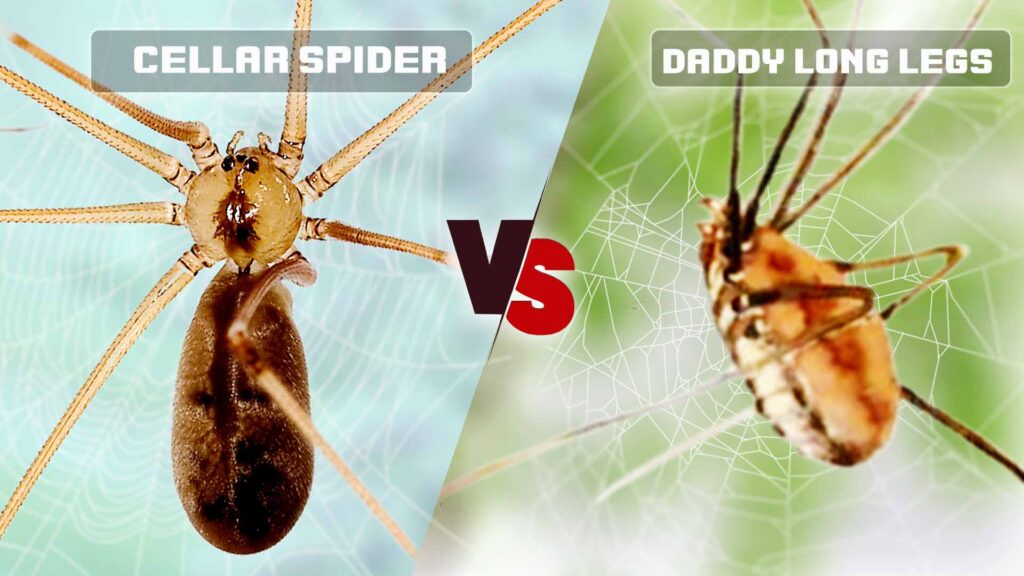Differences Between Cellar Spider and Daddy Long Legs