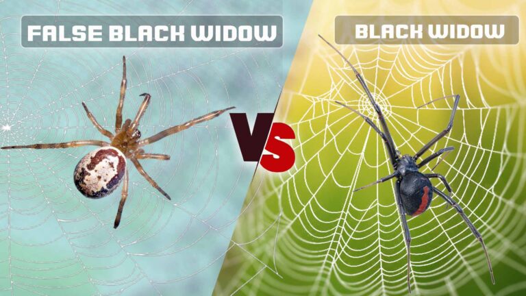 False Black Widow vs Black Widow