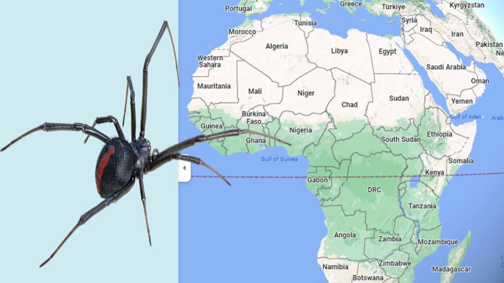 Black widow spiders Geographic Distribution