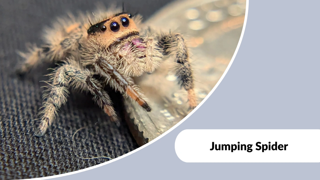 Jumping Spider