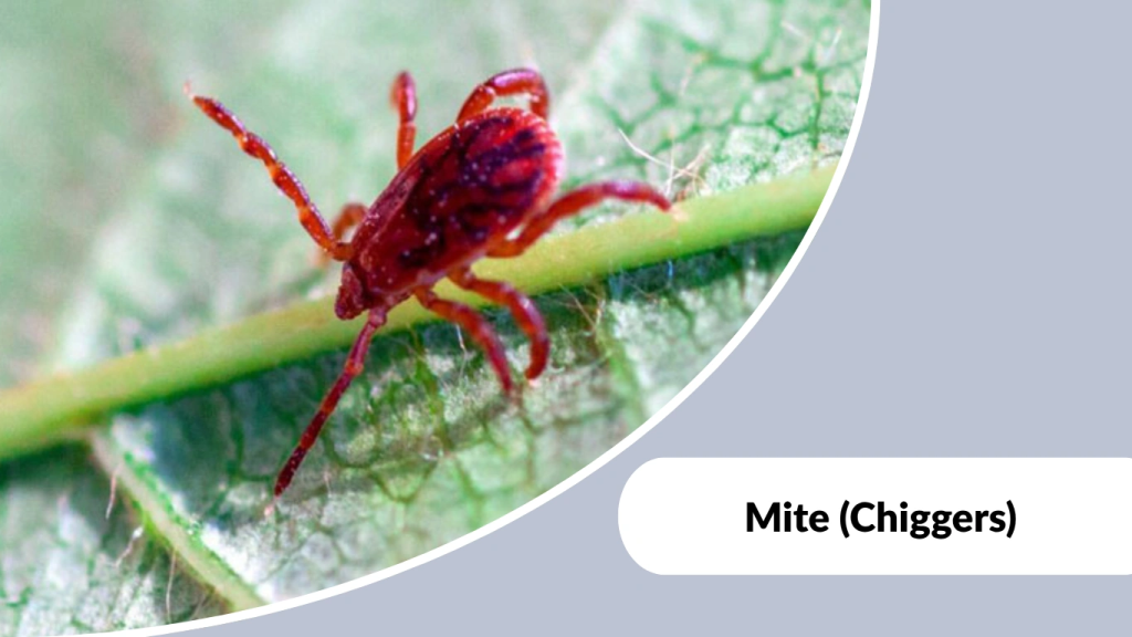 Mite (Chiggers)
