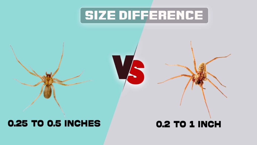 Size Differences between Brown recluse spider and house spider