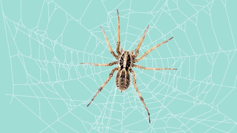 Are Wolf Spiders Poisonous for Humans, Cats or Dogs? (Explained)