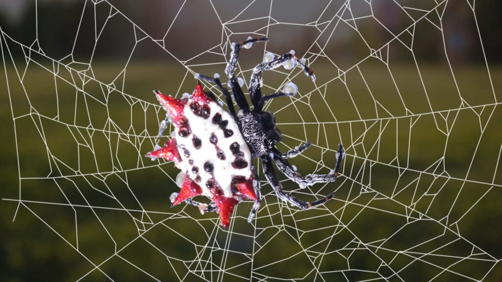 Gasteracantha cancriformis spider That Looks Like A Crab 