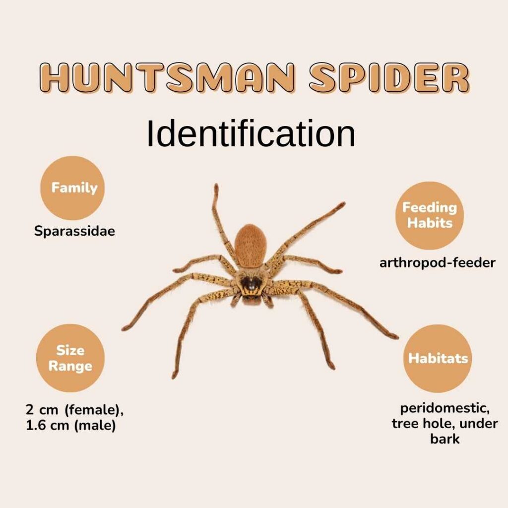  Huntsman spiders Identification 