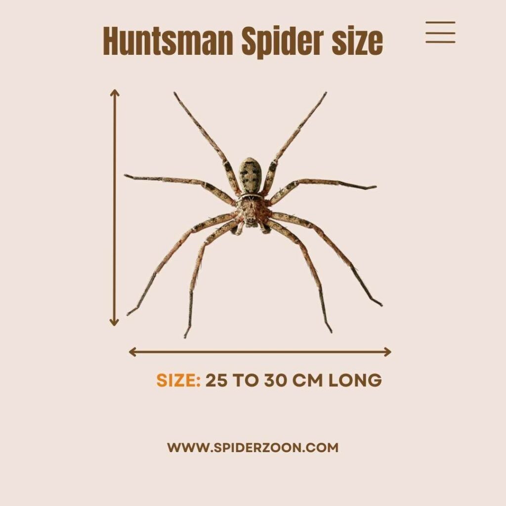 General Size of Huntsman Spiders