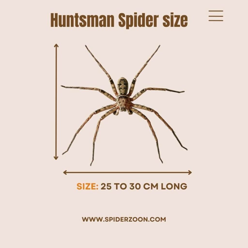 Huntsman Spider Size Life Cycle Bit And Other Facts Huntsman Spider Size Life Cycle Bit And Other Facts
