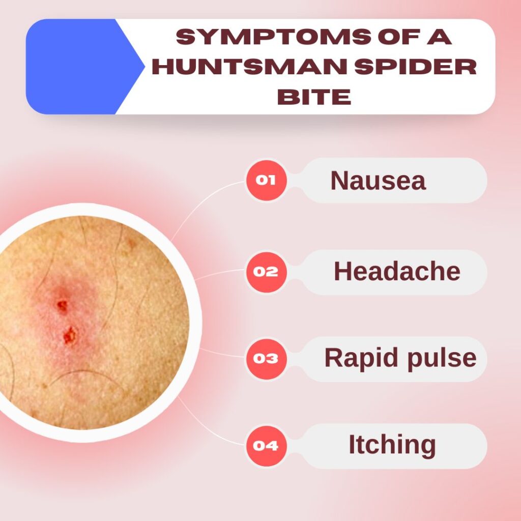 Symptoms of a Huntsman Spider Bite