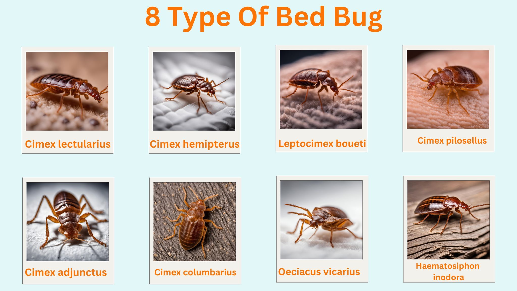 8 type of bed bug bites identification chart with picture
