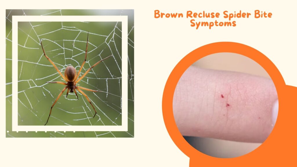 Brown Recluse Spider bits