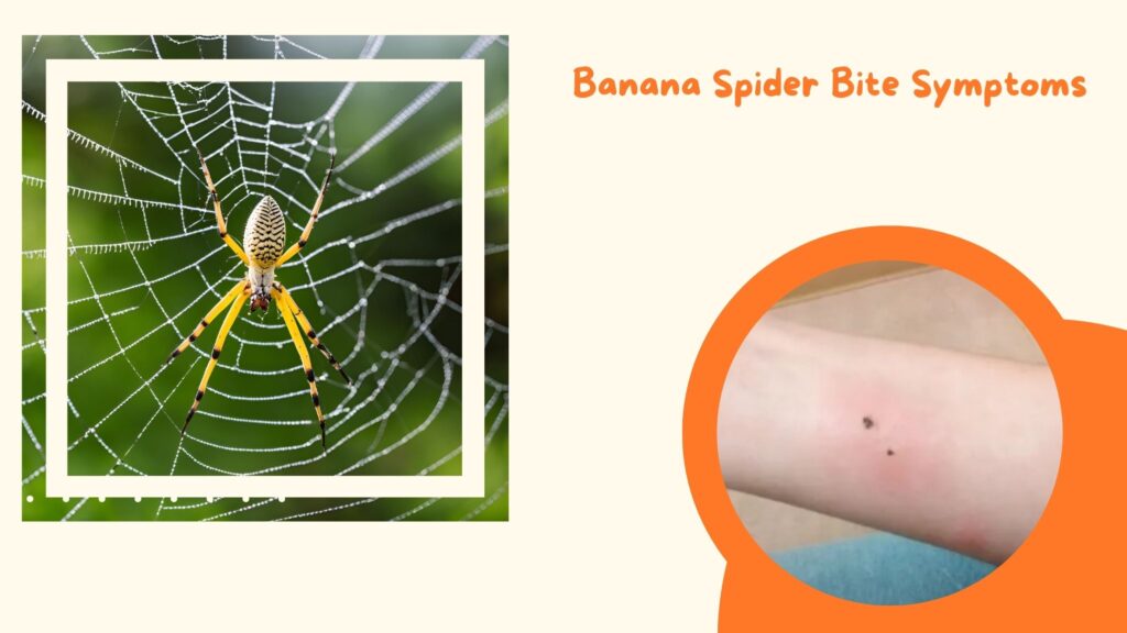 Banana Spider Bite Symptoms