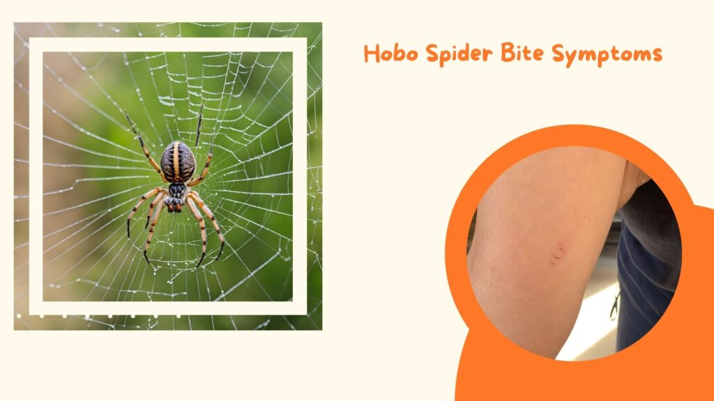 Hobo Spider Bite Symptoms