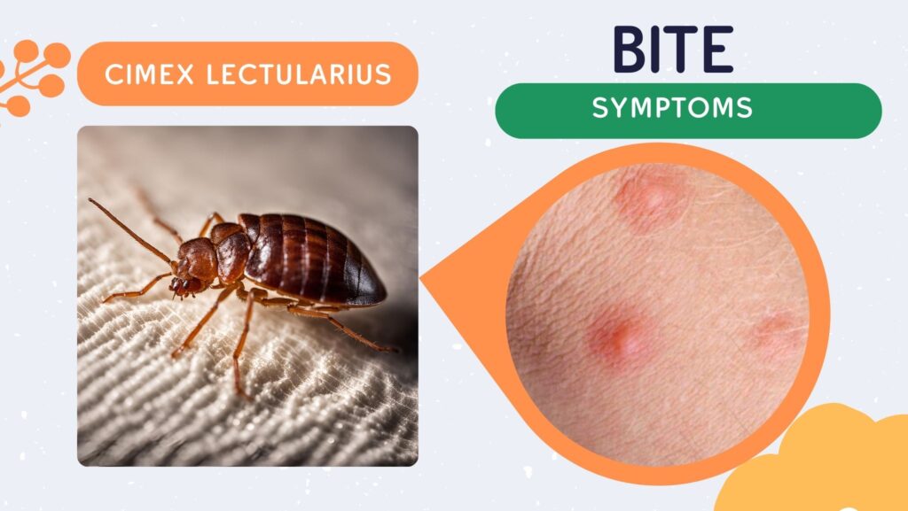 Bed Bug Bites