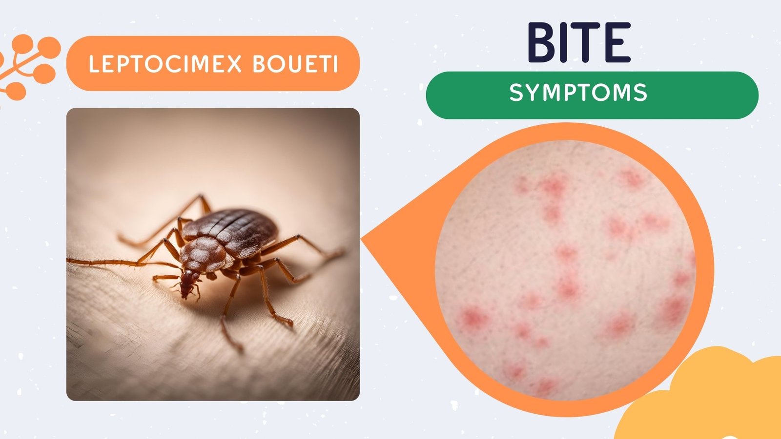 Triangle Bite 8 Type Of Bed Bug Bites: Identification Chart with Picture