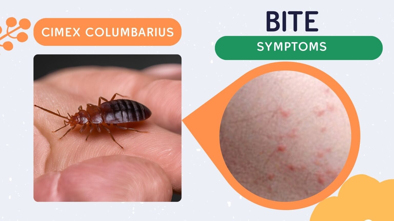 Triangle Bite 8 Type Of Bed Bug Bites: Identification Chart with Picture