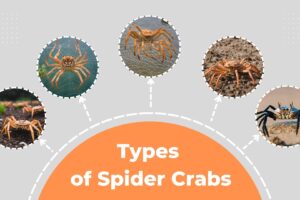 Spider Crabs Types