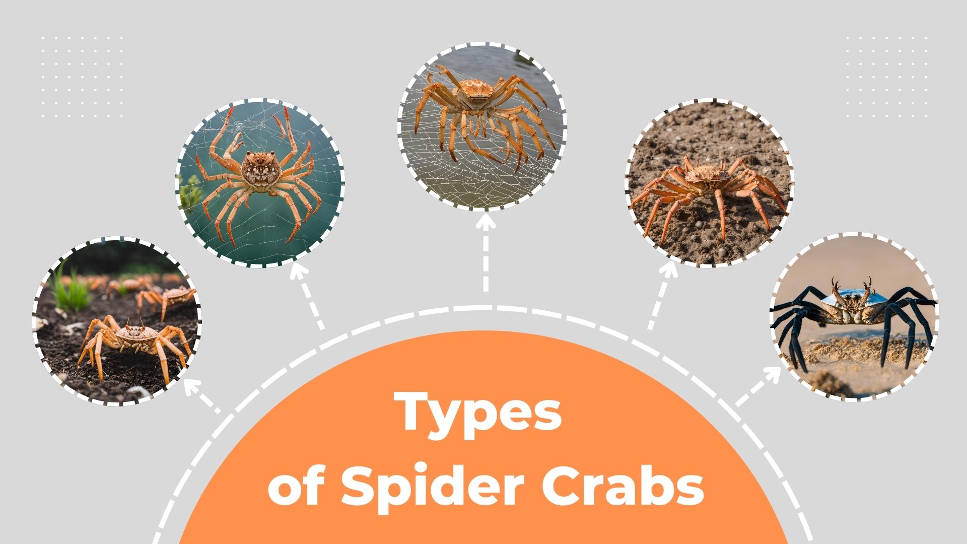 Spider Crabs Types