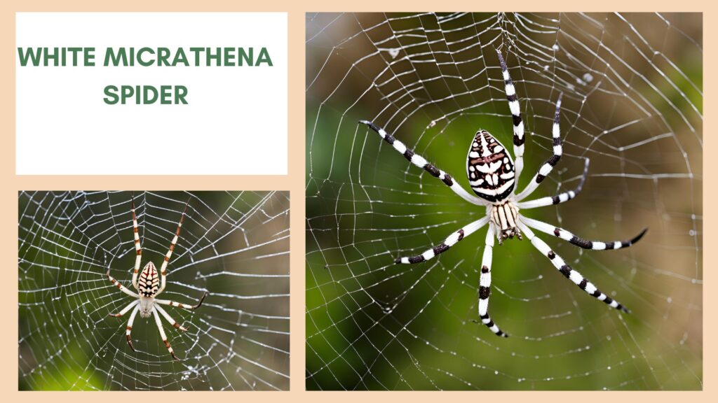 White Micrathena Spider