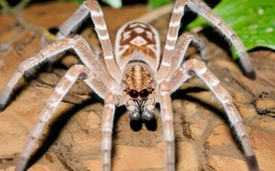 Giant Australian Spider: The Largest Spider in Australia