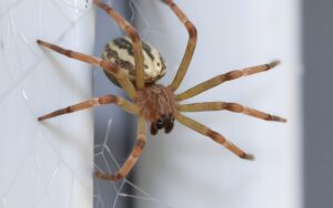 Brown House Spider Size Behavior, Bites, and More