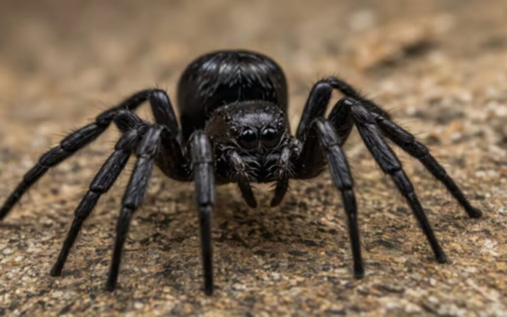 Black House Spider Identification Bites And Facts black-house-spider-identification-bites-and-facts