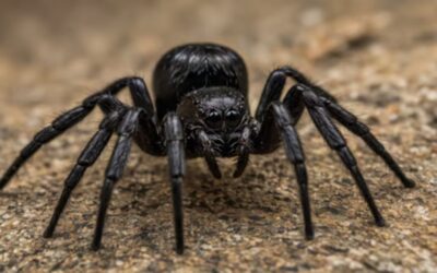 Black House Spider: Identification, Bites, and Facts