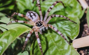 Giant House Spider: Identification, Behavior, and Facts