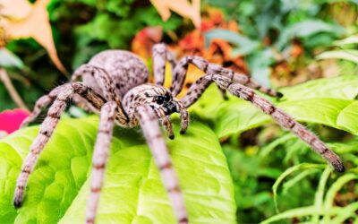 Giant House Spider: Identification, Behavior, and Facts
