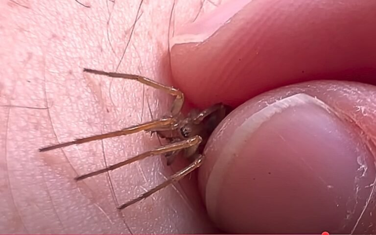 Spider Tips Set 10 Best Spider Repellents for Indoors That Actually Work