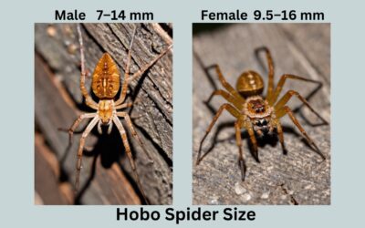 Hobo Spider Size, Fact, Identification with Images