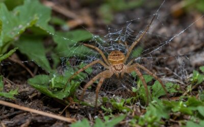 Hobo Spider Size, Fact, Identification with Images