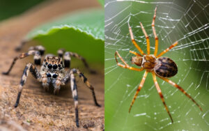 Hobo Spider Size, Fact, Identification with Images